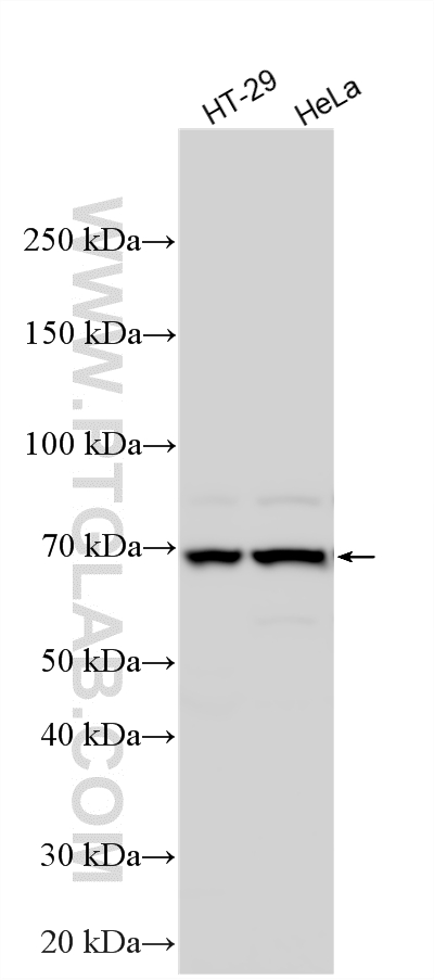 WB analysis using 17723-1-AP