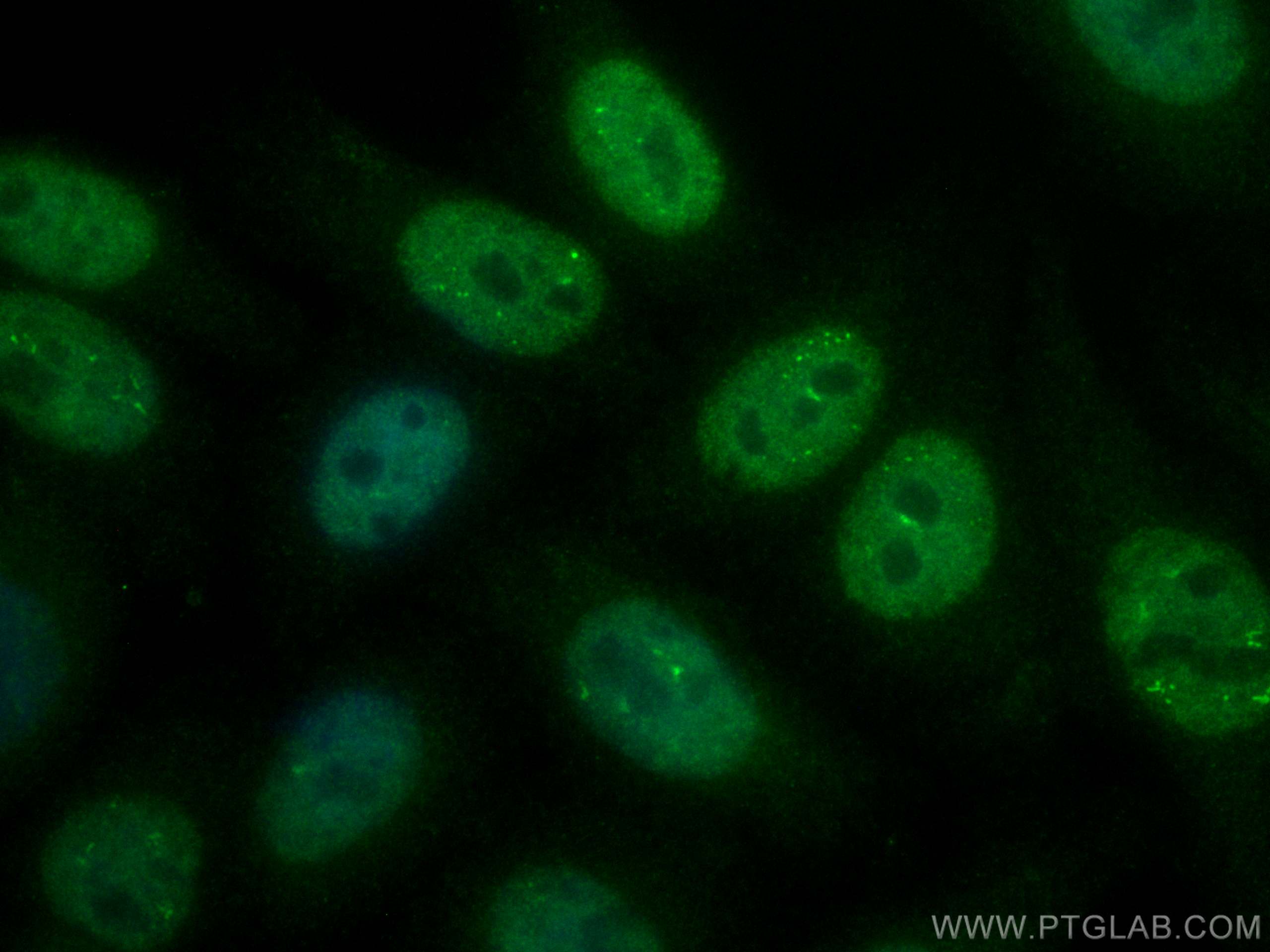 IF Staining of HepG2 using CL488-12586