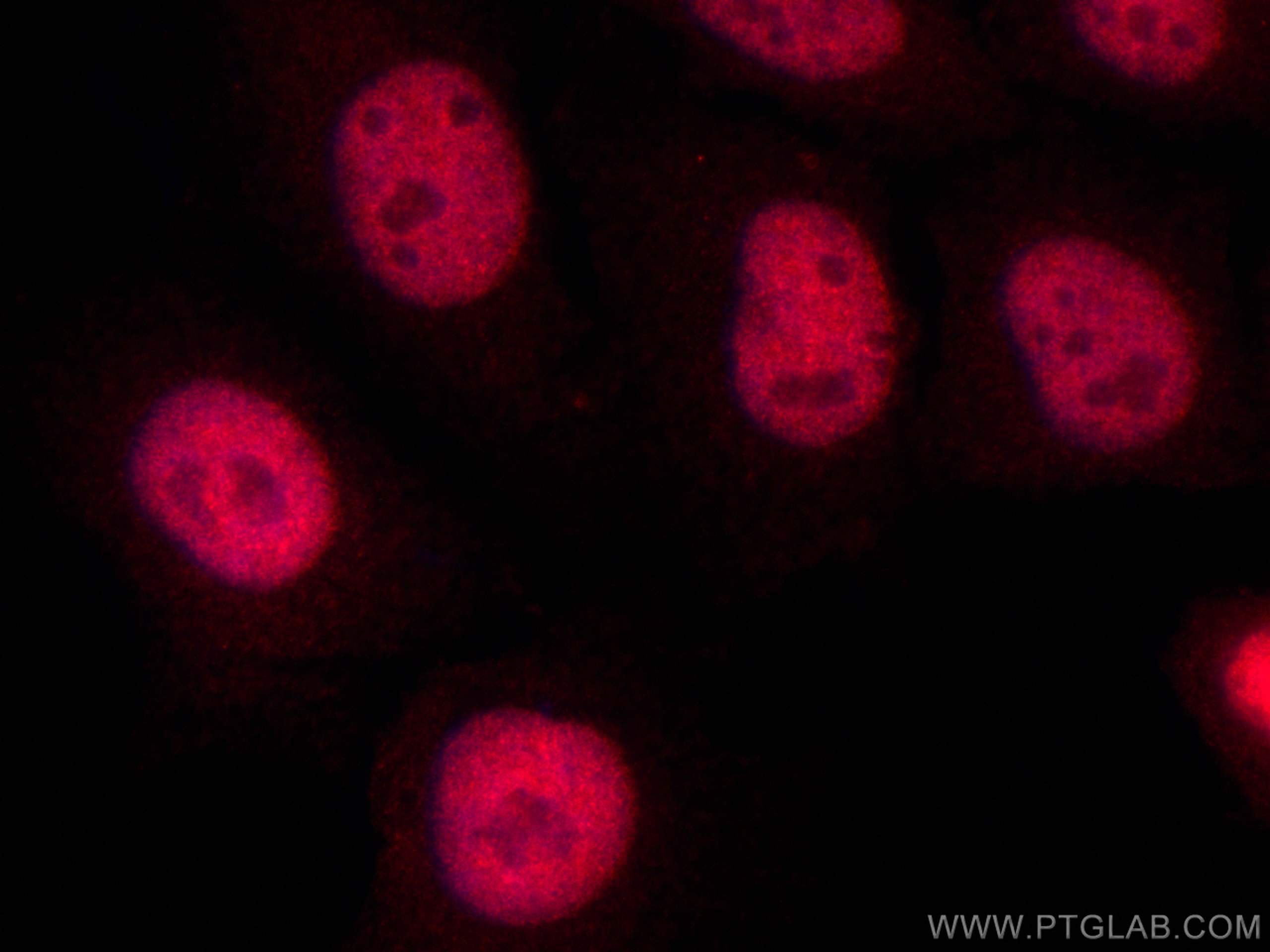 IF Staining of HepG2 using CL594-12586