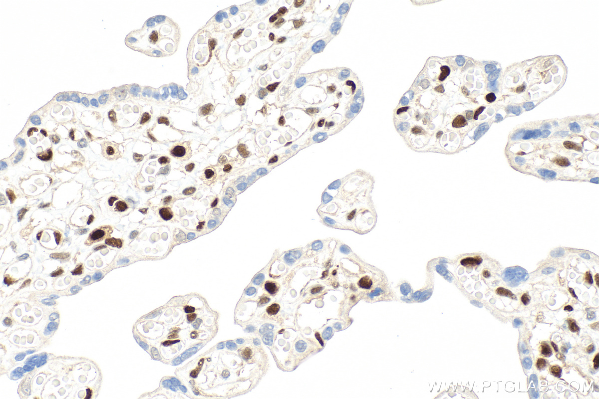 IHC staining of human placenta using RMX00060