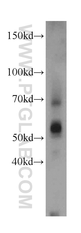 Sam50 Polyclonal antibody