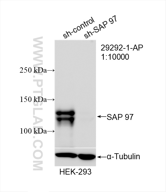 WB analysis of HEK-293 using 29292-1-AP