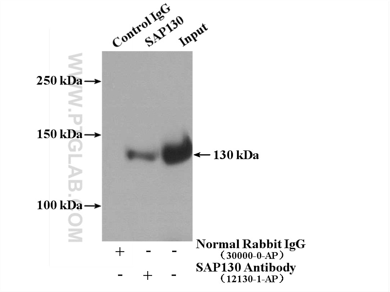 IP experiment of HepG2 using 12130-1-AP