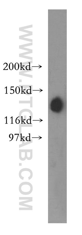 WB analysis of HEK-293 using 12130-1-AP