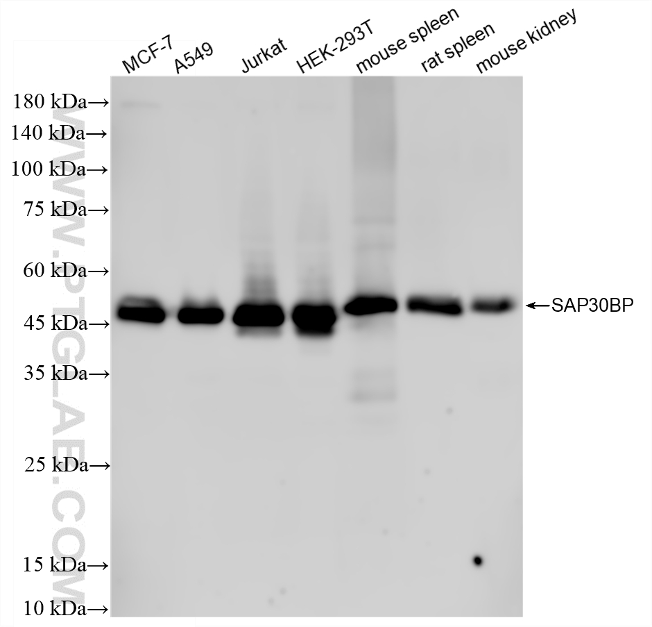 WB analysis using 87054-1-RR