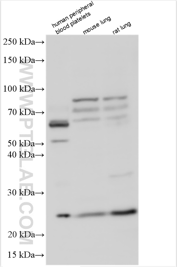 WB analysis using 16056-1-AP