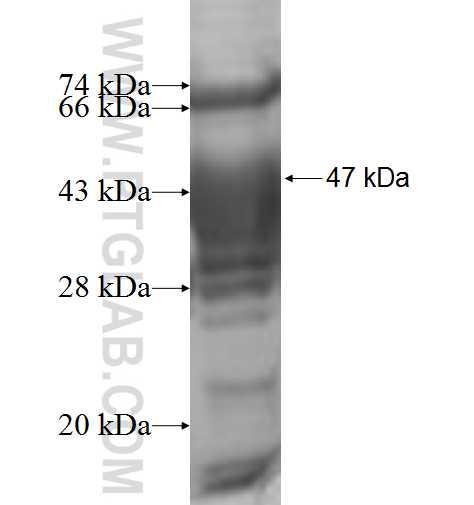 SAP30L fusion protein Ag9024 SDS-PAGE