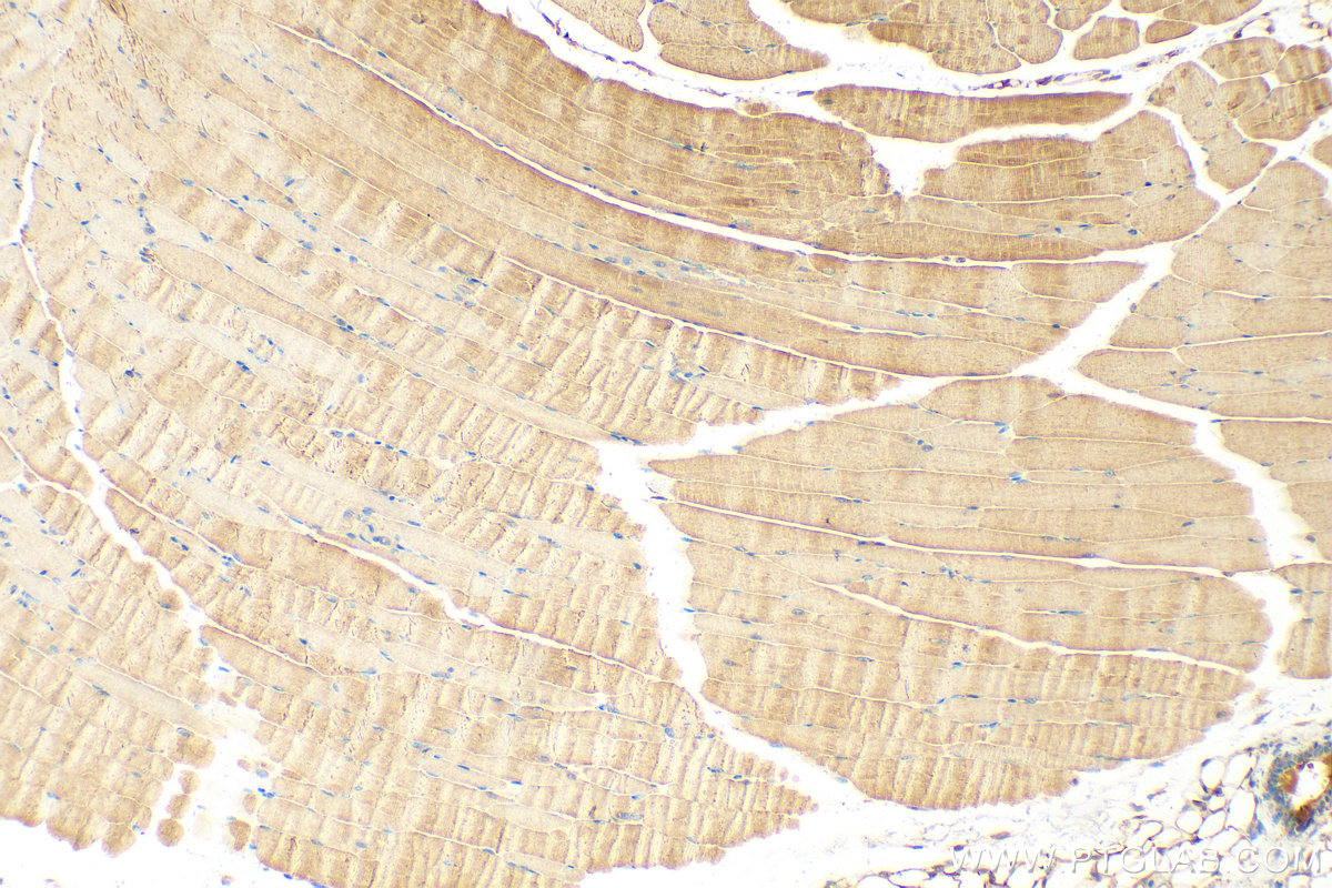 IHC staining of mouse skeletal muscle using 22291-1-AP