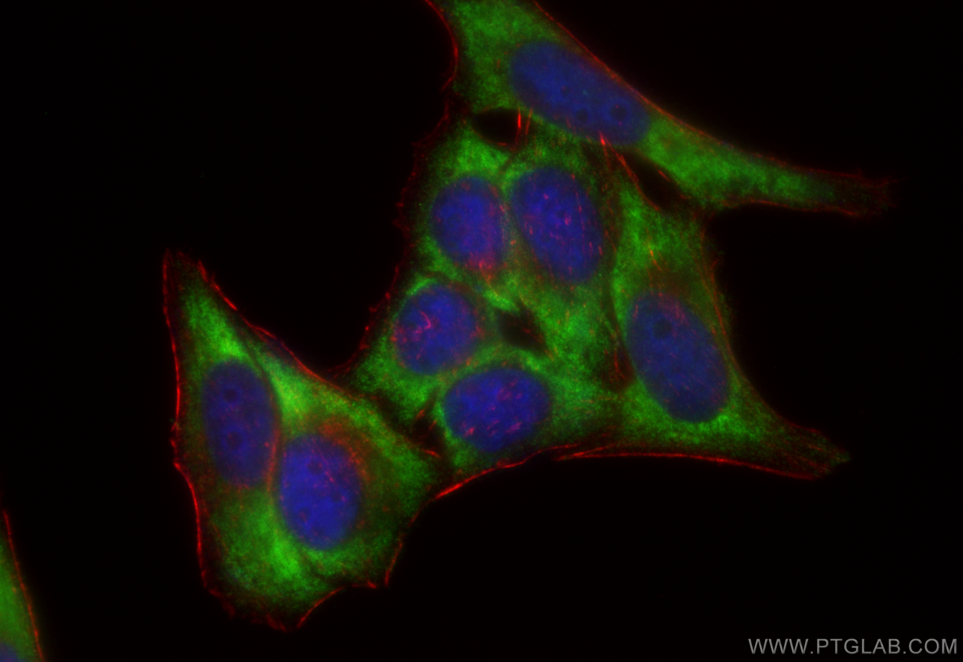 IF Staining of HepG2 using CL488-83168-7