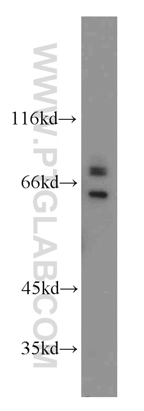 WB analysis of HEK-293 using 15162-1-AP