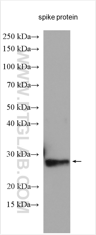 SARS-CoV-2 S protein (319-541 aa)