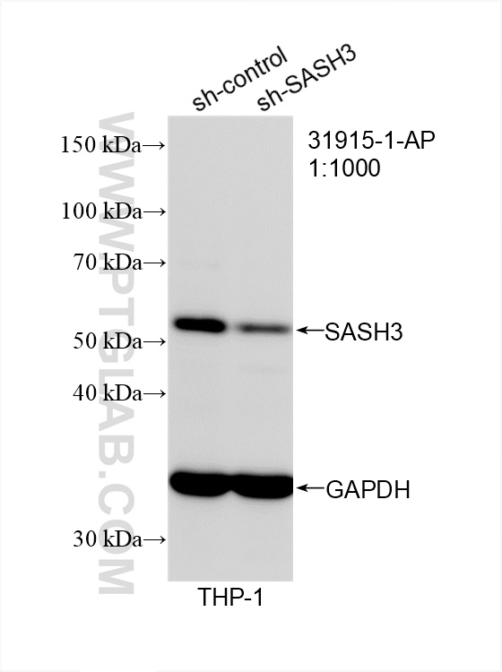 WB analysis of THP-1 using 31915-1-AP (same clone as 31915-1-PBS)