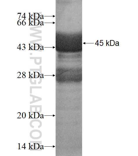 SASS6 fusion protein Ag17233 SDS-PAGE SASS6 fusion protein Ag17233 SDS-PAGE