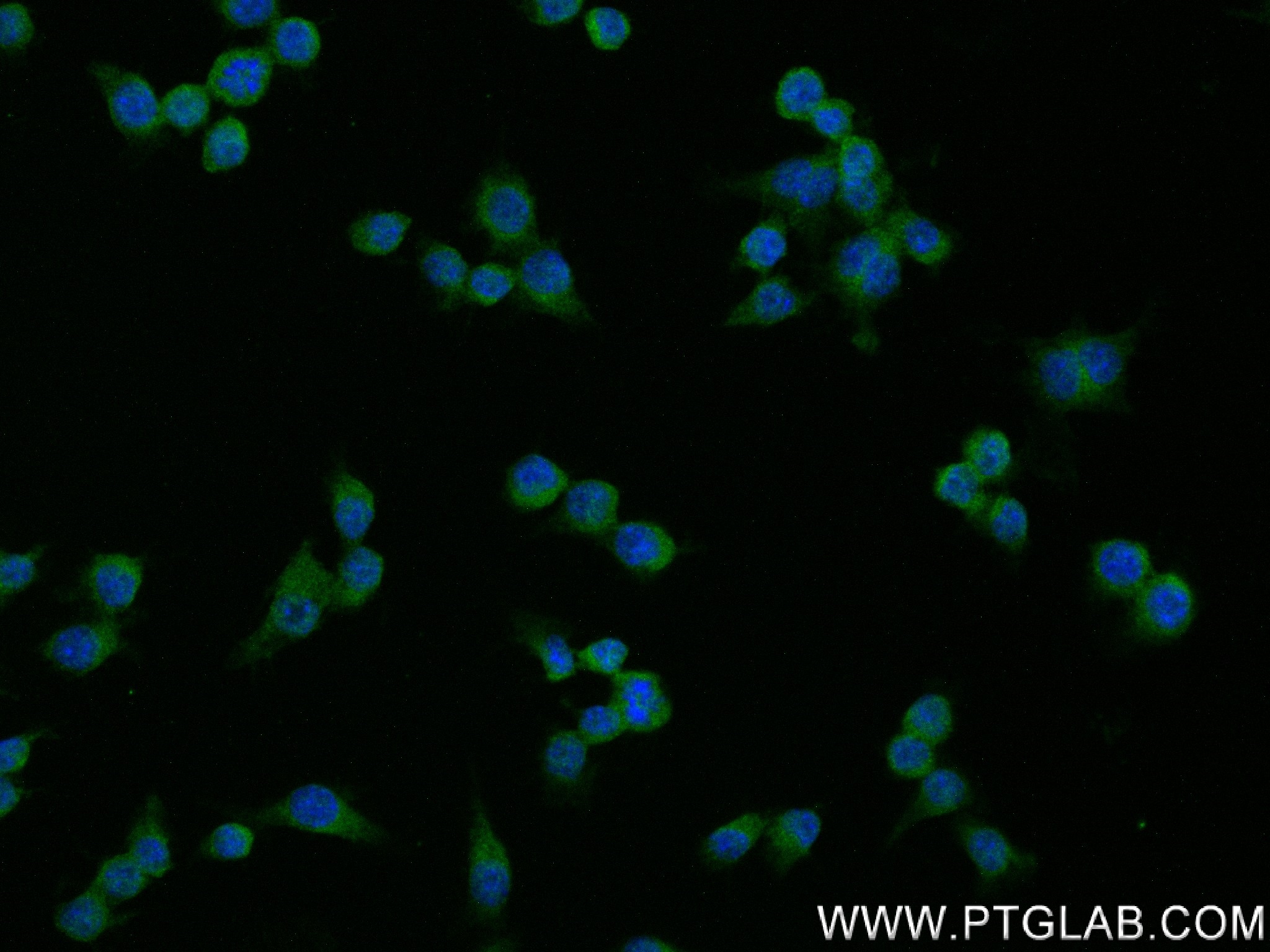 IF Staining of RAW 264.7 using 83319-1-RR (same clone as 83319-1-PBS)