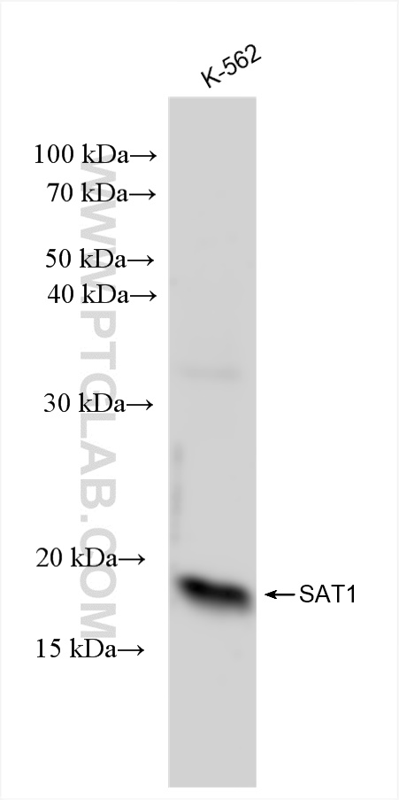 WB analysis of K-562 using 83319-1-RR (same clone as 83319-1-PBS)