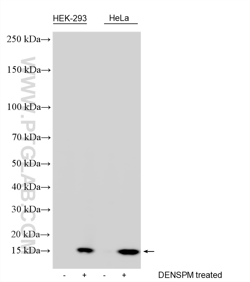 WB analysis using RMX00008