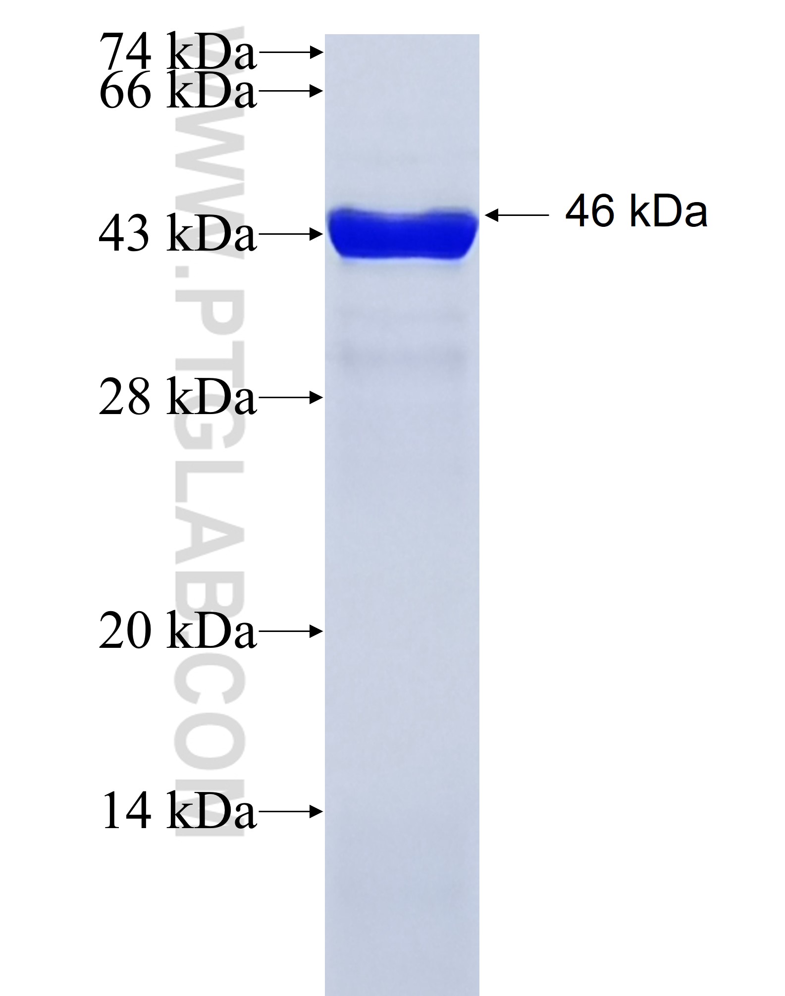 SAT1 fusion protein Ag1154 SDS-PAGE