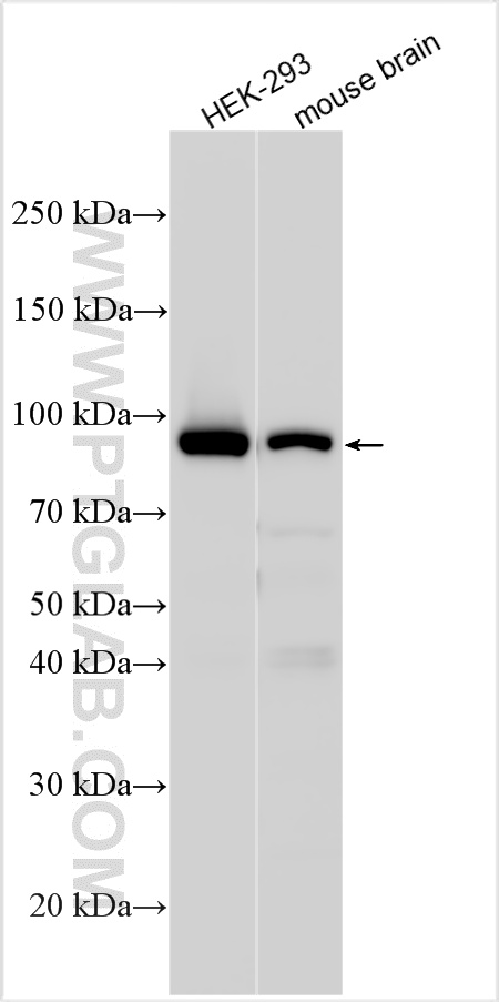 WB analysis using 30717-1-AP
