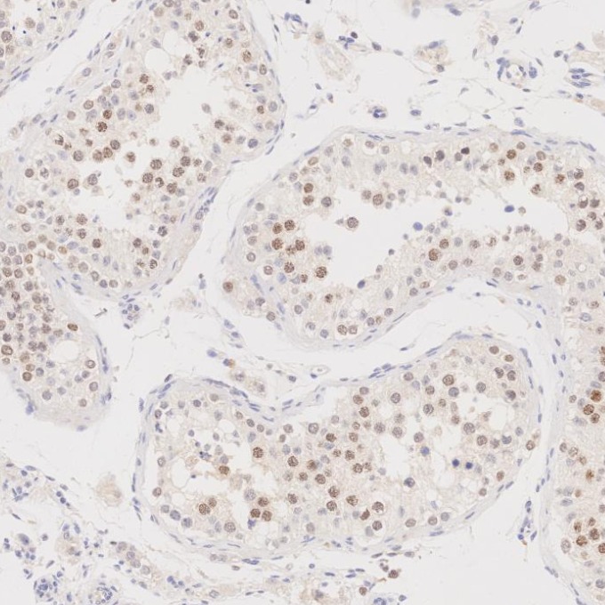 IHC staining of human testis using 85922-1-RR IHC staining of human testis using 85922-1-RR
