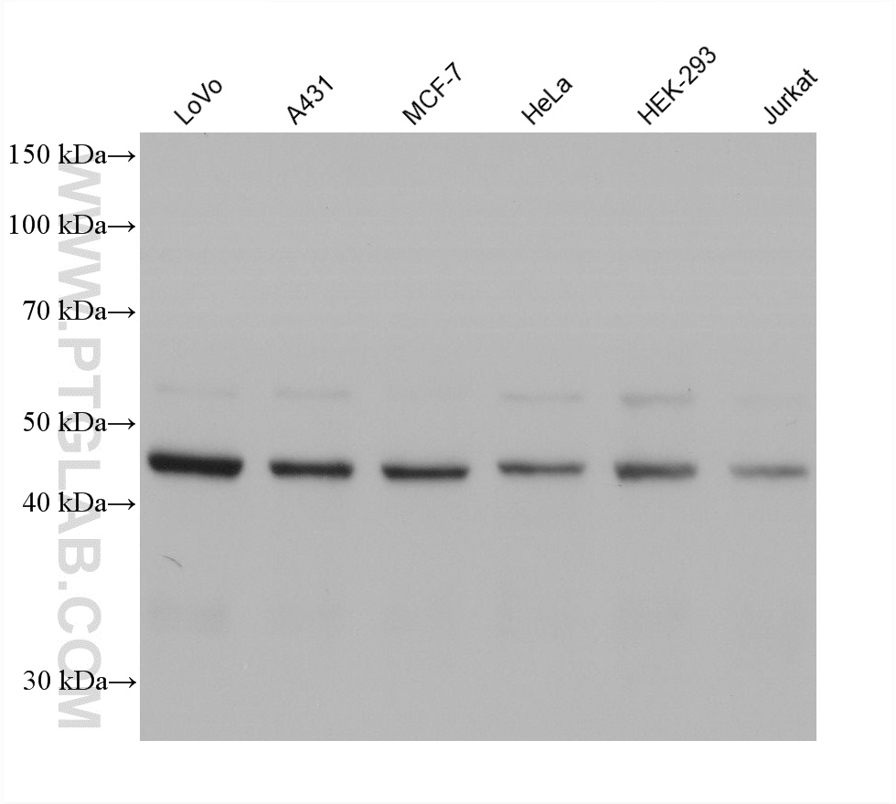 WB analysis using 60903-1-Ig