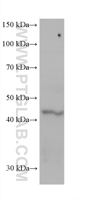 WB analysis of HSC-T6 using 60903-1-Ig