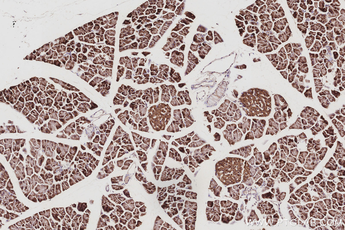 IHC staining of mouse pancreas using 67200-1-Ig