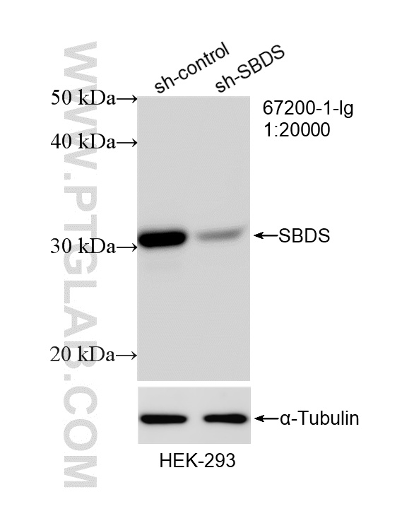 WB analysis of HEK-293 using 67200-1-Ig