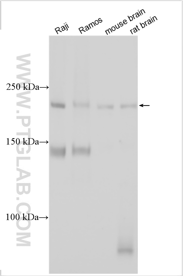 WB analysis using 33515-1-AP