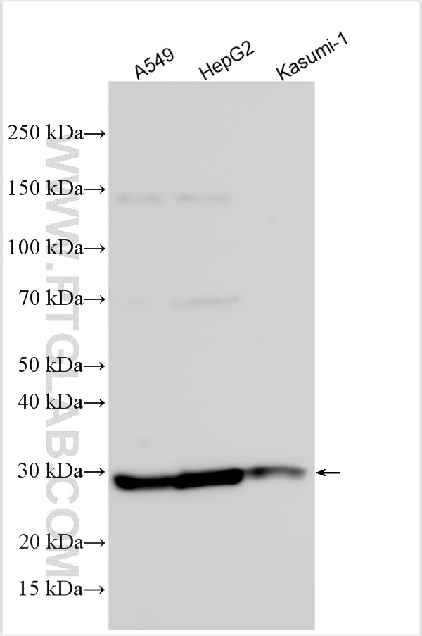 WB analysis using 32117-1-AP