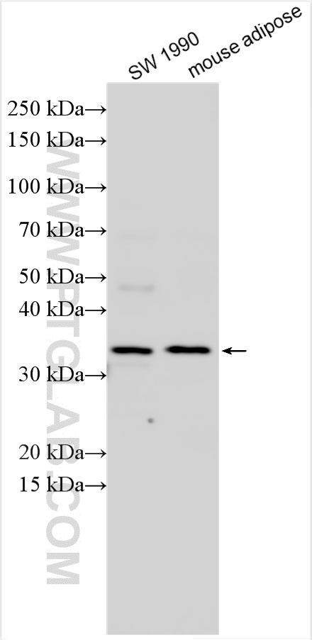 WB analysis using 31159-1-AP