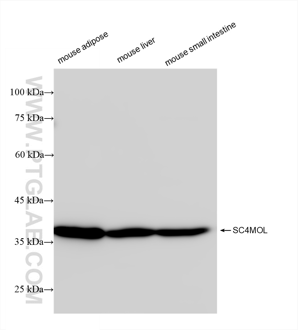 WB analysis using 84742-1-RR