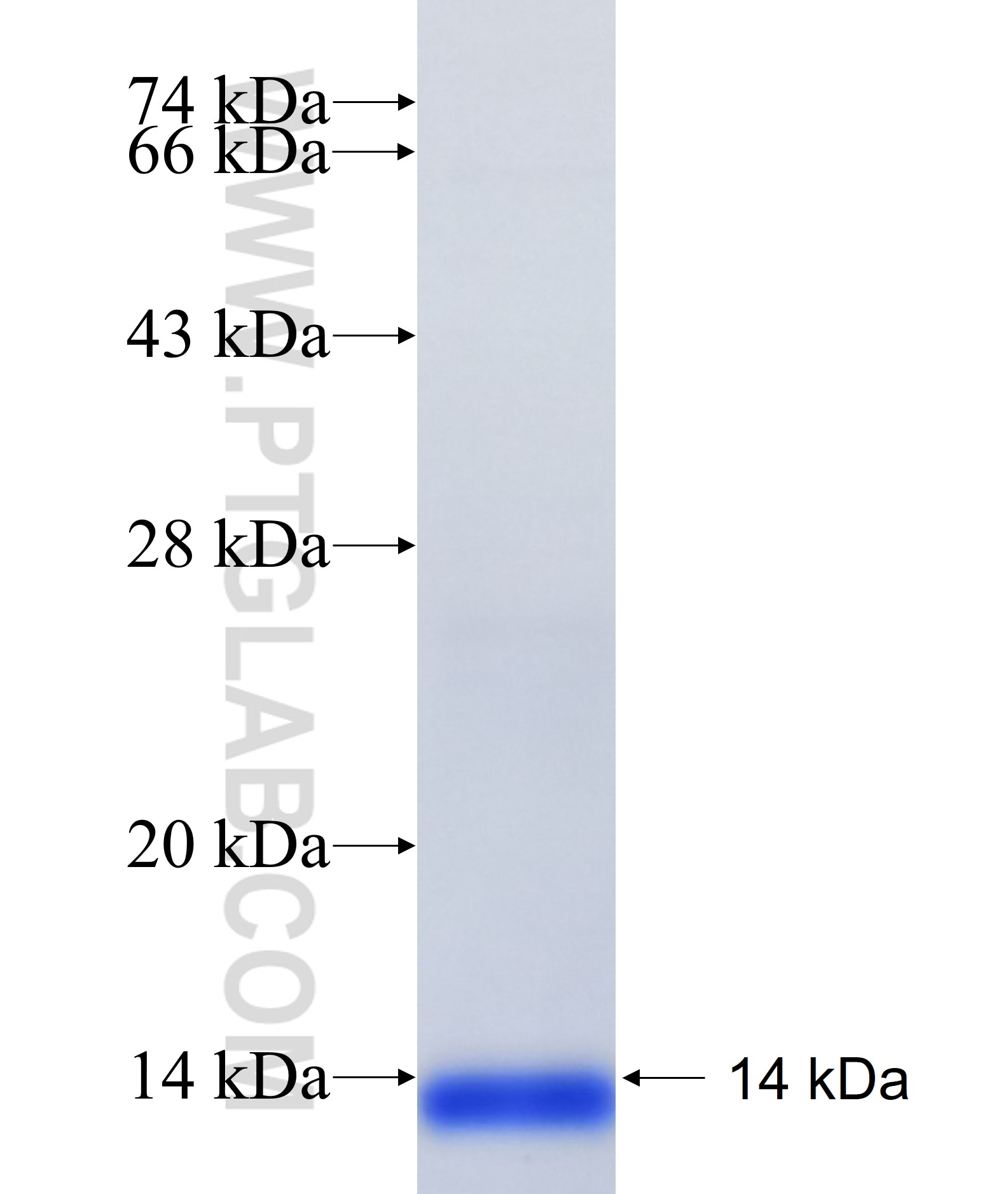 SC4MOL fusion protein Ag34980 SDS-PAGE SC4MOL fusion protein Ag34980 SDS-PAGE