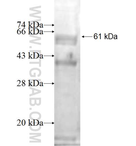 SC5DL fusion protein Ag1294 SDS-PAGE SC5DL fusion protein Ag1294 SDS-PAGE