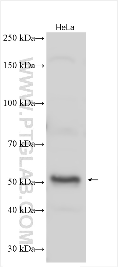 WB analysis using 15288-1-AP (same clone as 15288-1-PBS)