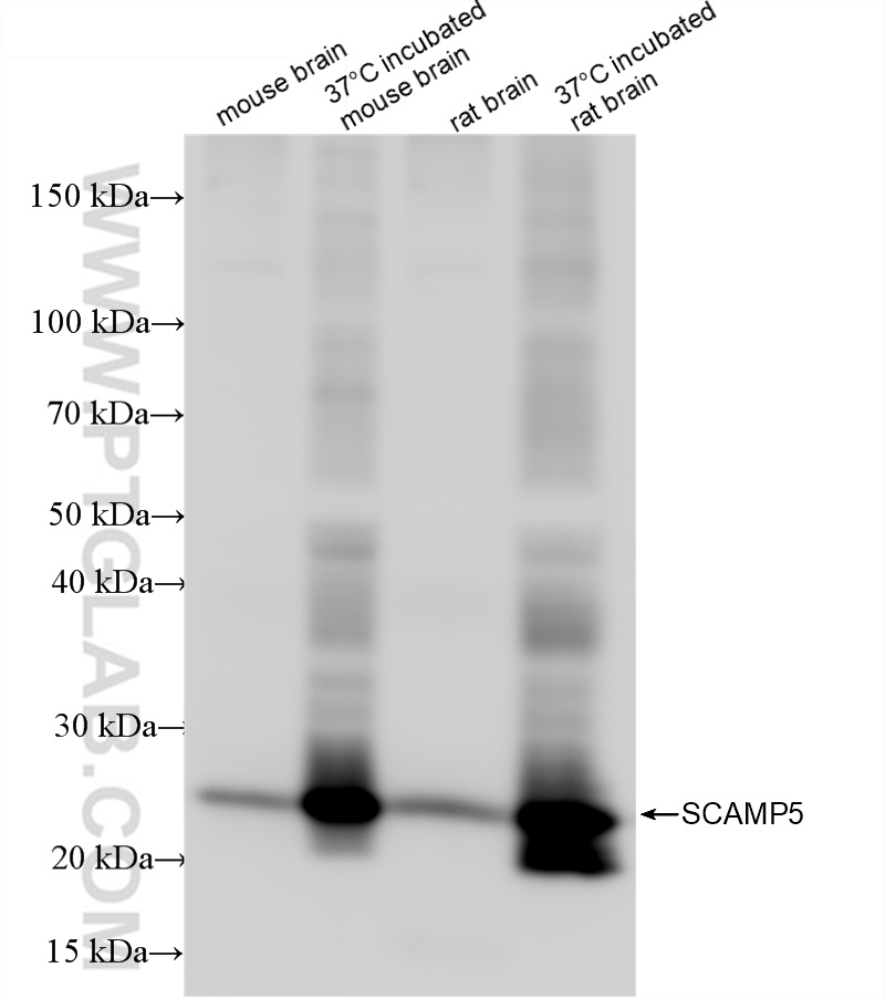 WB analysis using 85669-2-RR (same clone as 85669-2-PBS)