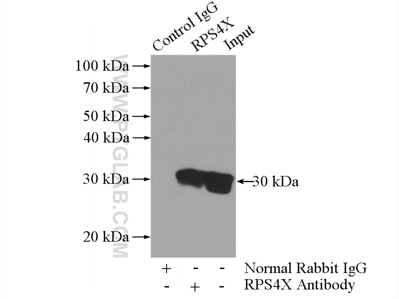 IP experiment of HepG2 using 14799-1-AP