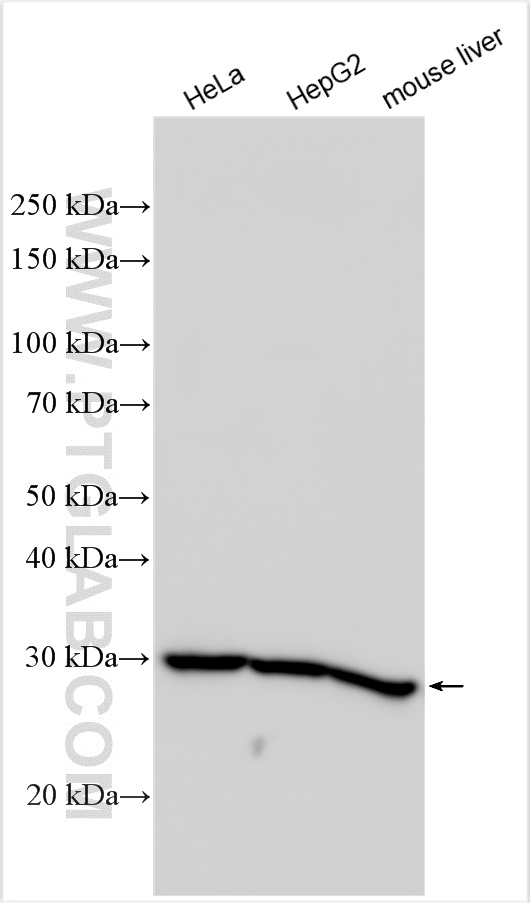 WB analysis using 14799-1-AP