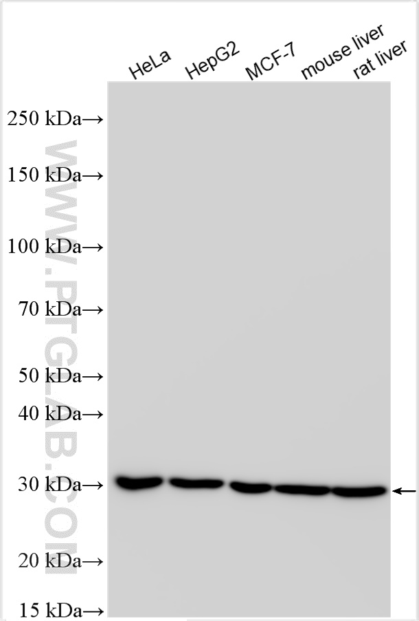 WB analysis using 14799-1-AP