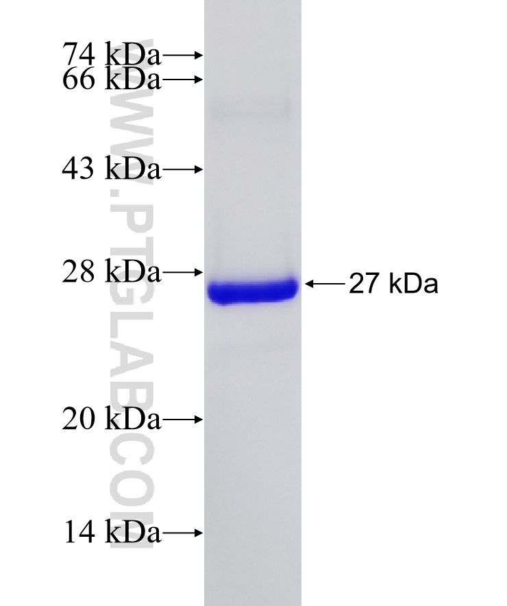 SCARF1 fusion protein Ag33534 SDS-PAGE SCARF1 fusion protein Ag33534 SDS-PAGE