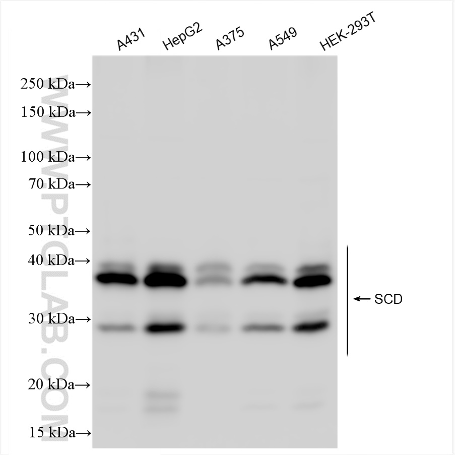 WB analysis using 81468-2-RR (same clone as 81468-2-PBS)