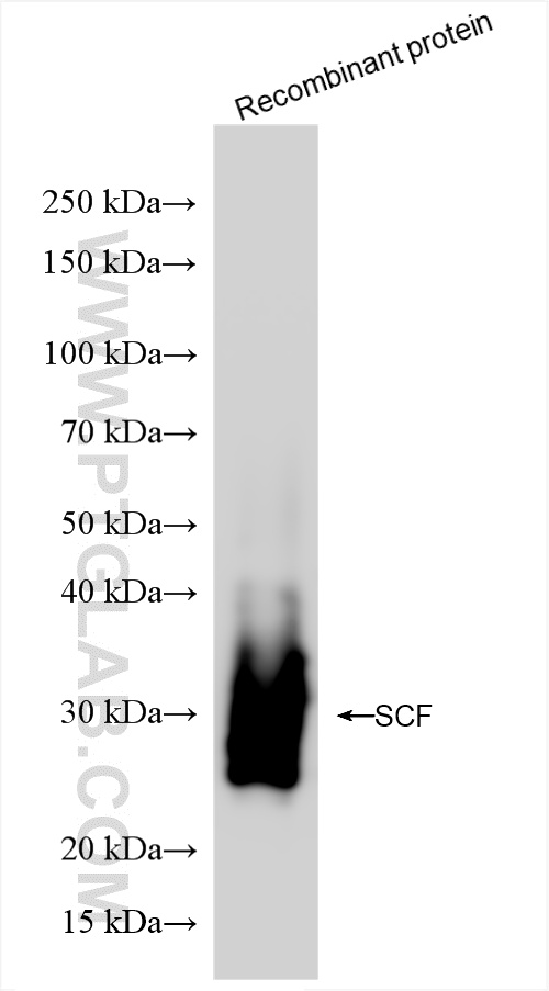 WB analysis of Recombinant protein using 86214-1-RR (same clone as 86214-1-PBS)
