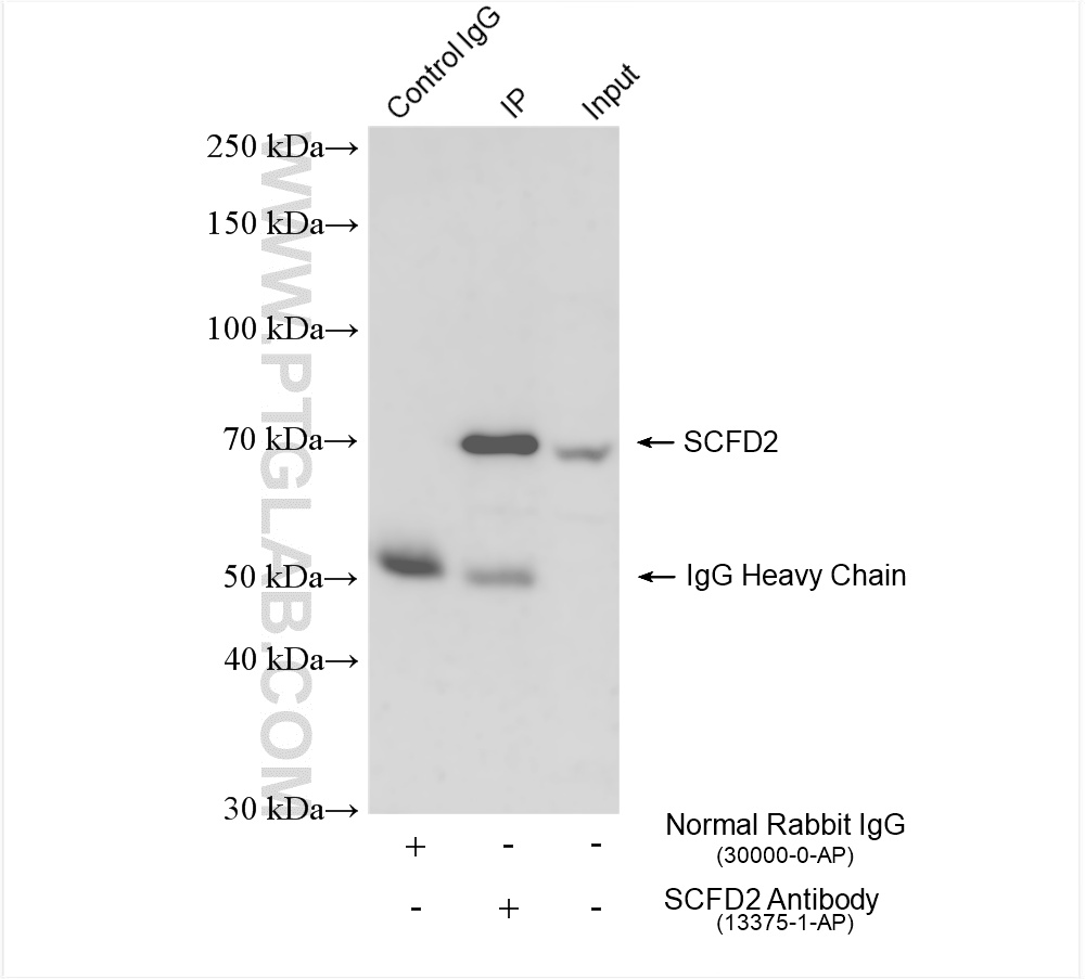 IP experiment of COLO 320 using 13375-1-AP