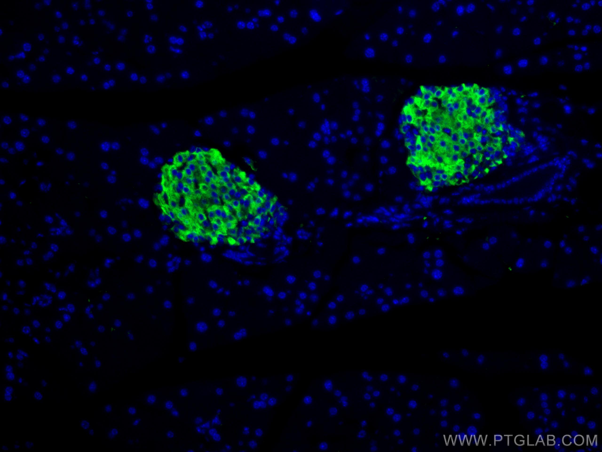 IF Staining of mouse pancreas using 20357-1-AP