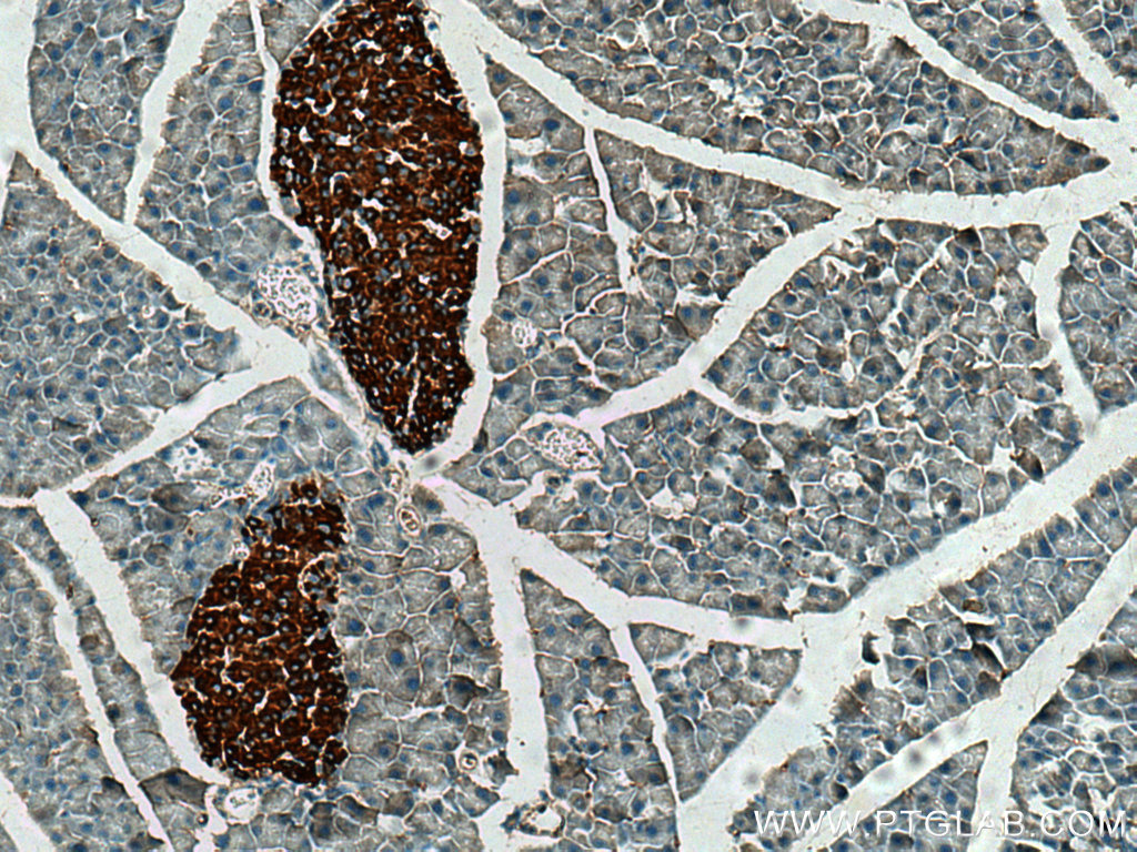 IHC staining of mouse pancreas using 20357-1-AP