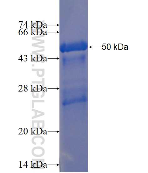 SCG2 fusion protein Ag14215 SDS-PAGE