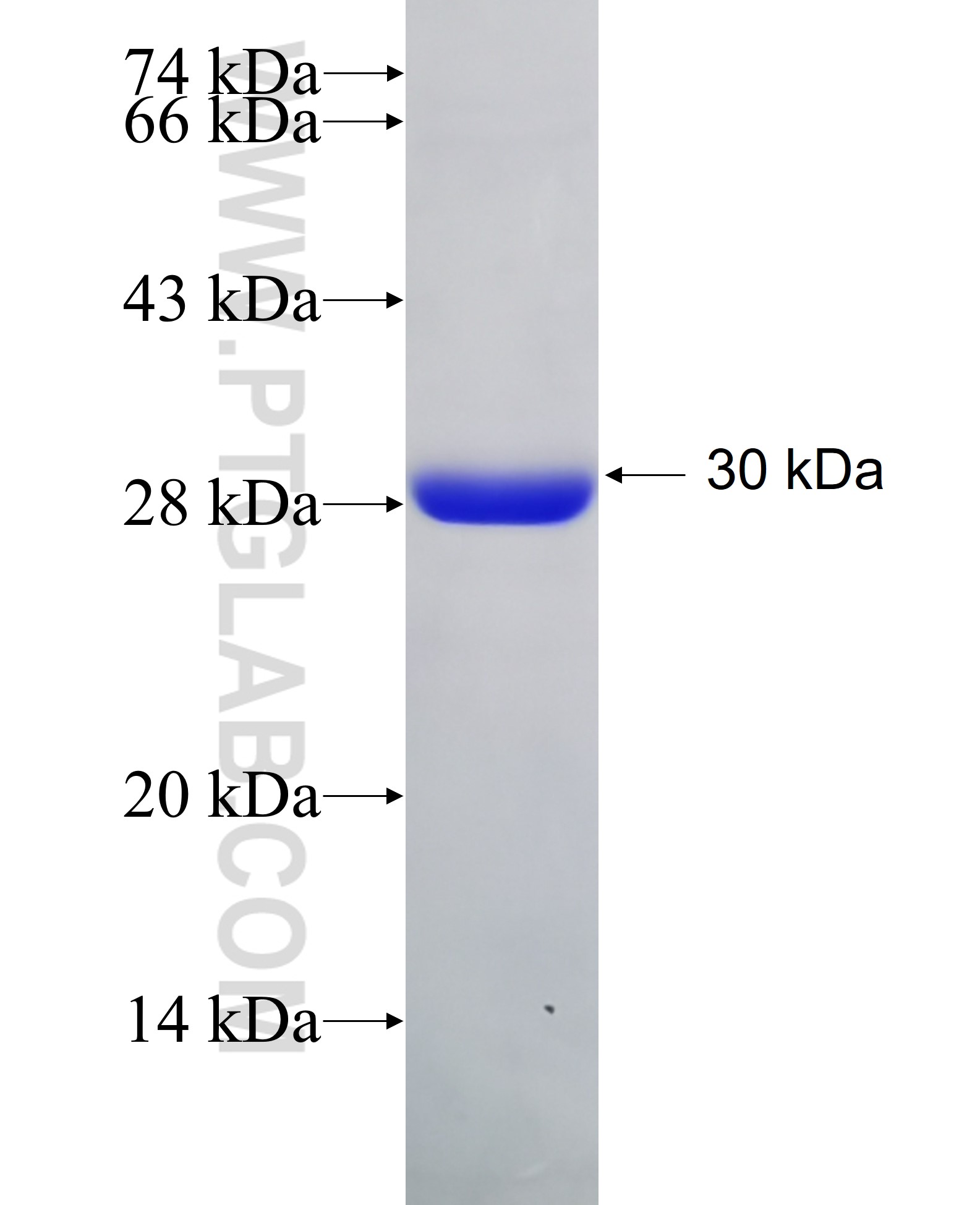 SCG2 fusion protein Ag14506 SDS-PAGE