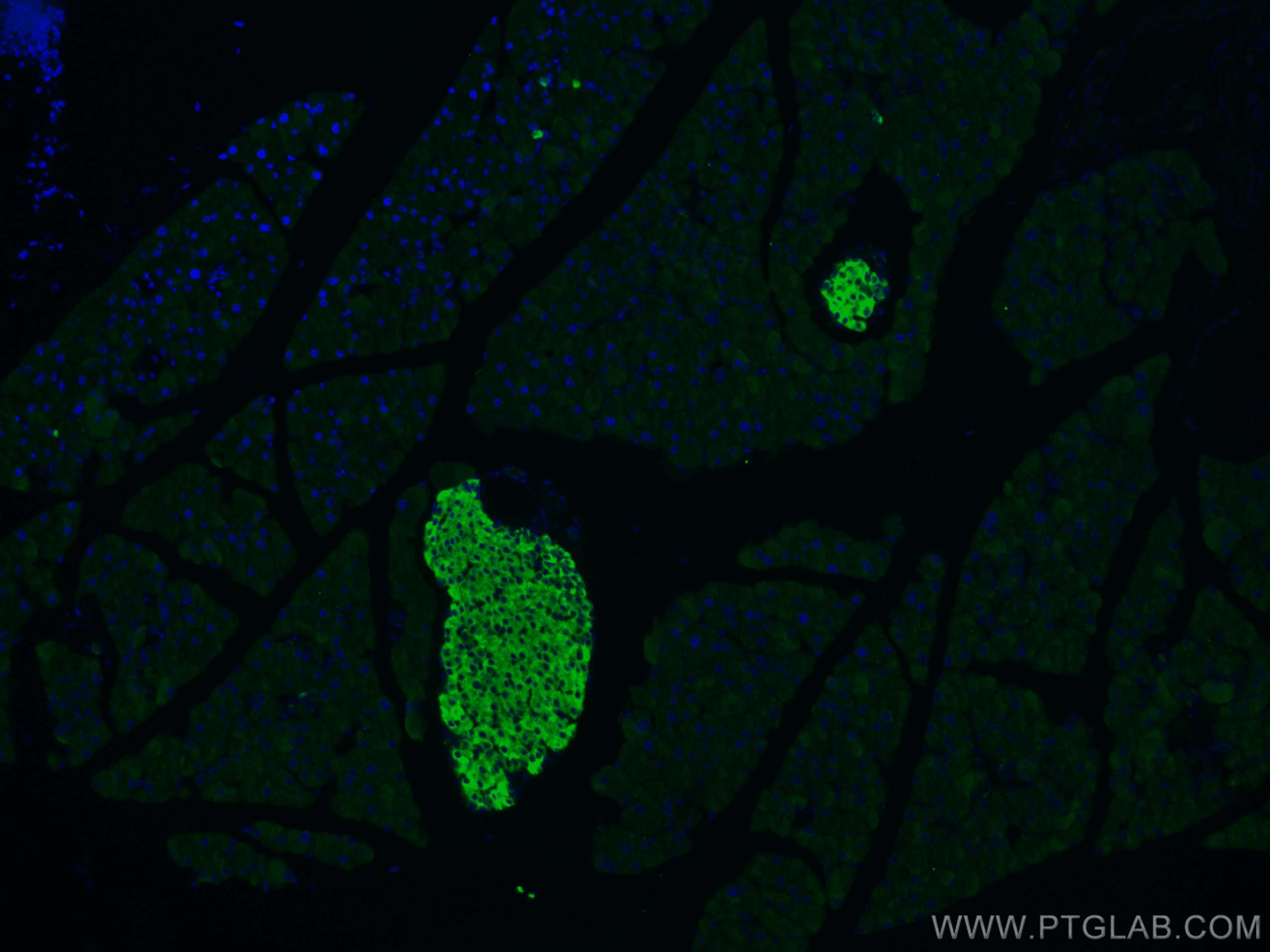 IF Staining of mouse pancreas using 10954-1-AP