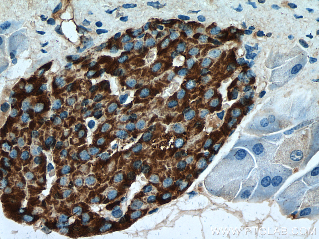 IHC staining of mouse pancreas using 10954-1-AP