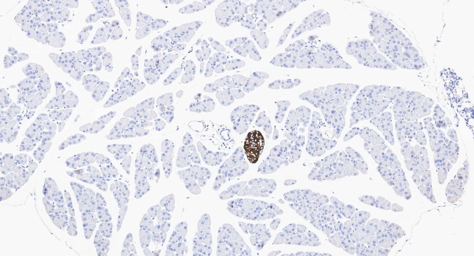 IHC staining of mouse pancreas using 10954-1-AP IHC staining of mouse pancreas using 10954-1-AP