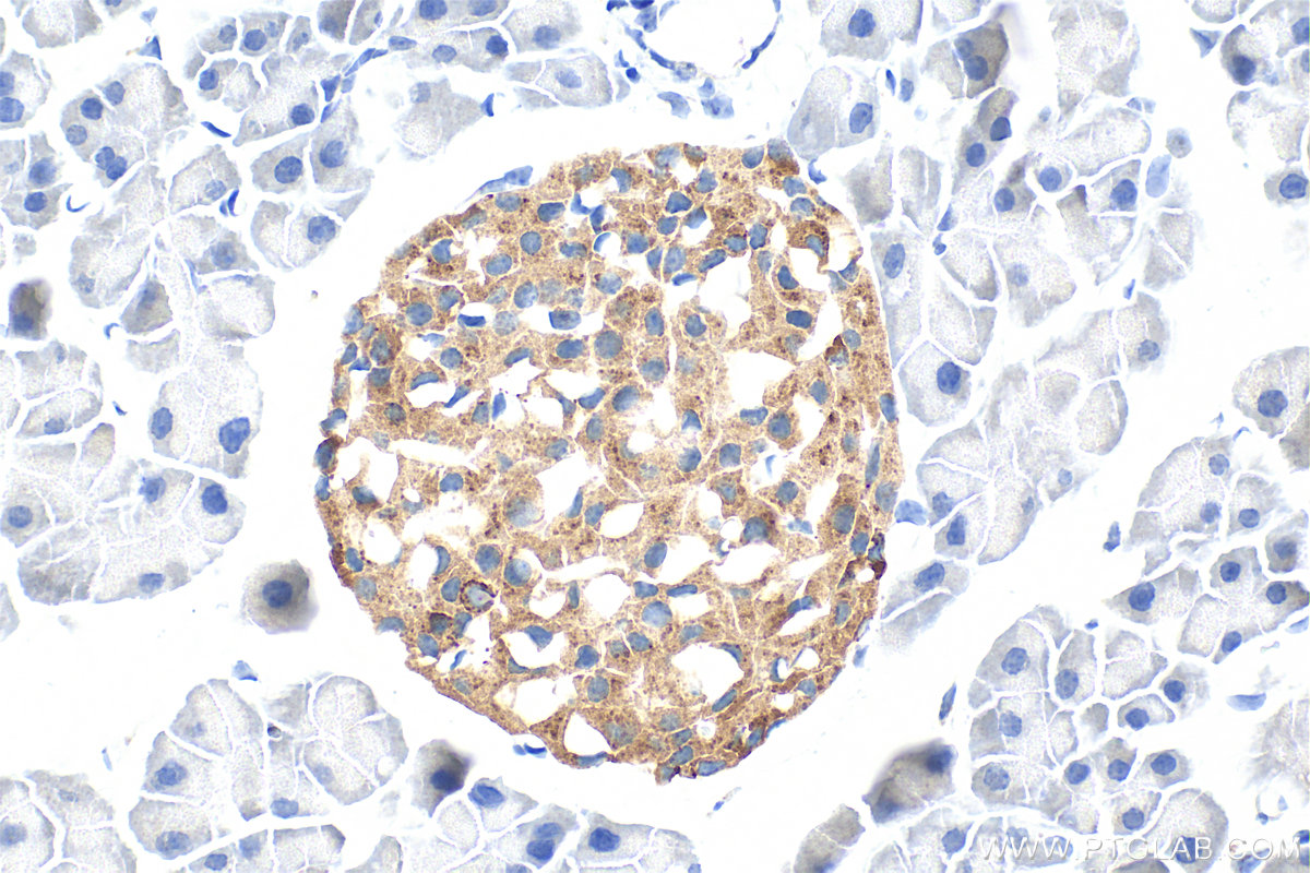 IHC staining of mouse pancreas using 10761-1-AP